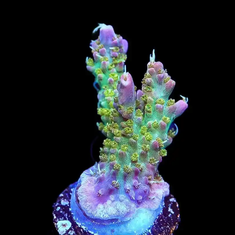 TSA The Fuzz Acropora Coral - TSA Coral