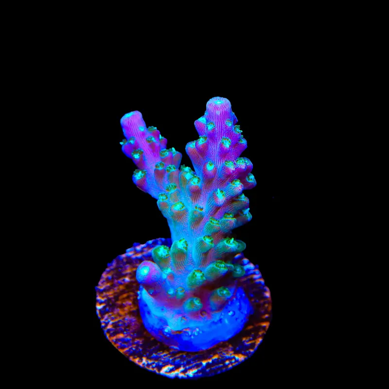 JF Shocktart Acropora Coral - TSA Coral
