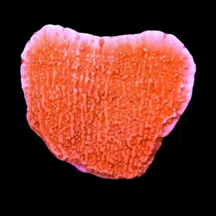 Red Montipora Cap Coral - TSA Coral