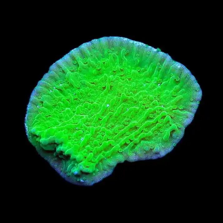 Green Montipora Cap Coral - TSA Coral