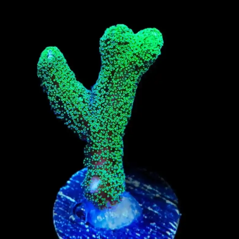 TSA Fuzzy Birdsnest Coral - TSA Coral