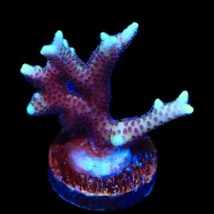 Pink Birdsnest Coral - TSA Coral