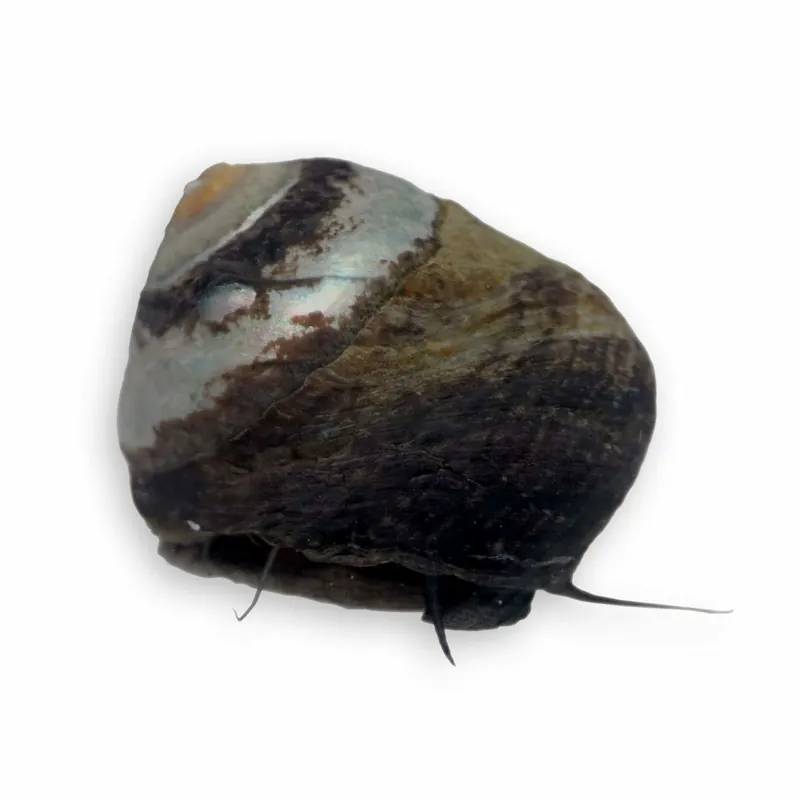 Margarita Snail - TSA Inverts
