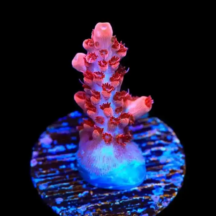 CB Maleficent Acropora Coral - TSA Coral