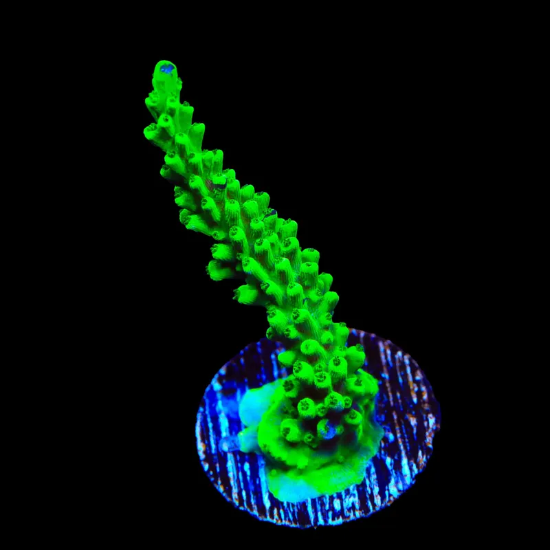 TSA Yoda Acropora Coral - TSA Coral