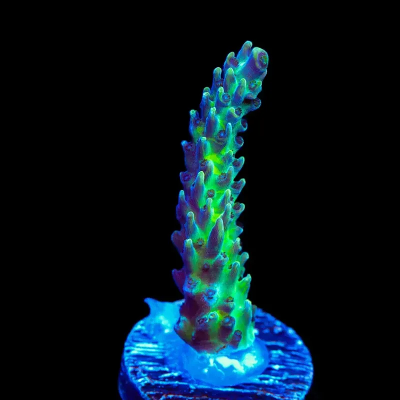 Greg Hillers Aqua Delight Acropora Coral - TSA Coral