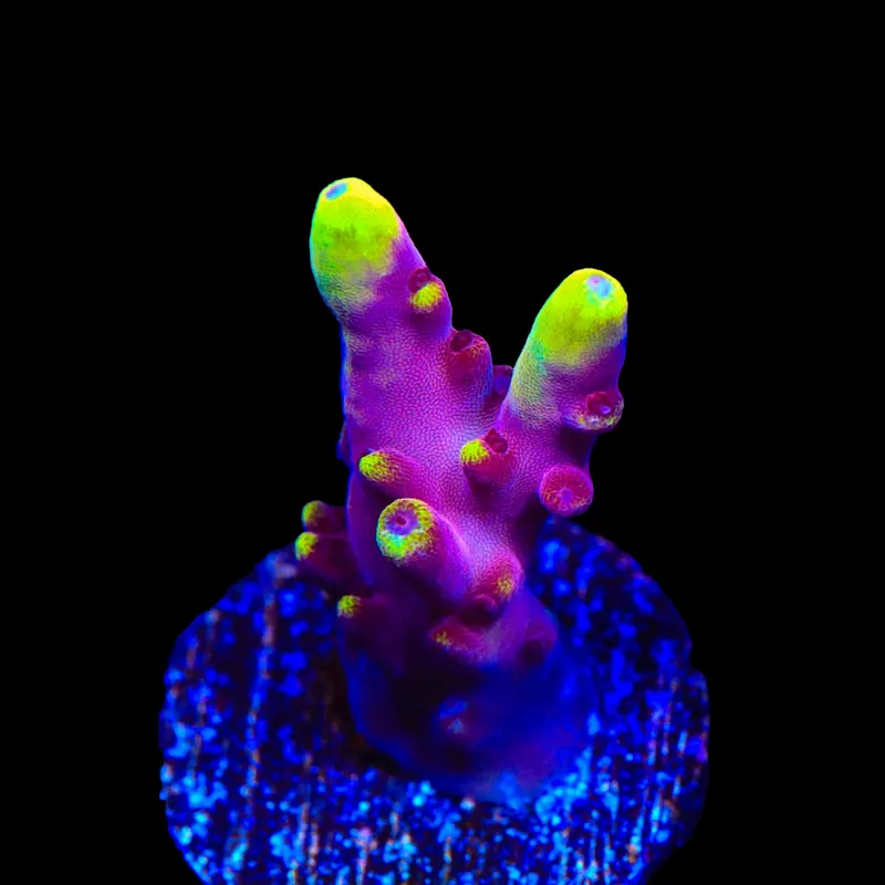 JF Fox Flame Acropora Coral - TSA Coral