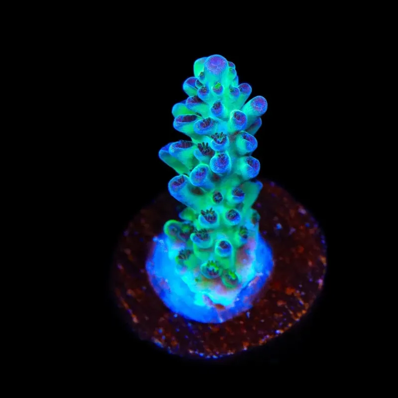 Lauras Purple Polyp Acropora Coral - TSA Coral