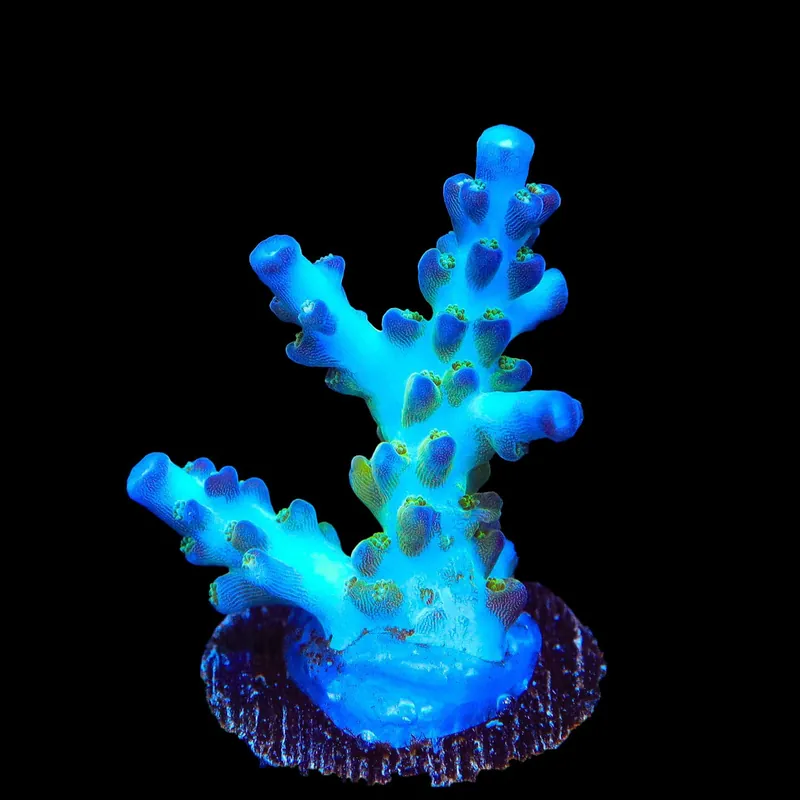 ORA Pearlberry Acropora Coral - TSA Coral