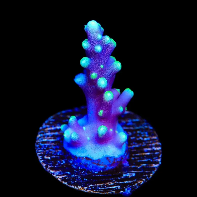 Pacman Dragon Acropora Coral - TSA Coral