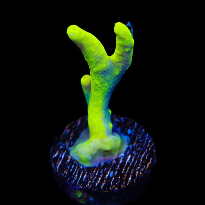 Banana Lokani Acropora Coral - TSA Coral