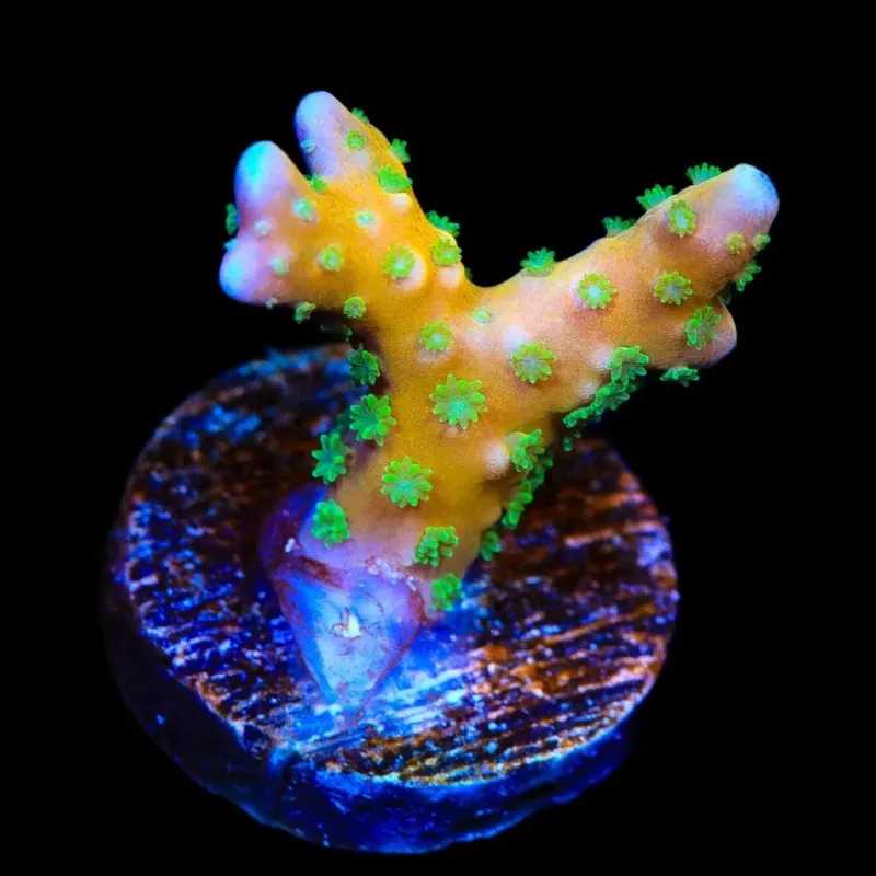 RRC Tropicana Anacropora Coral - TSA Coral