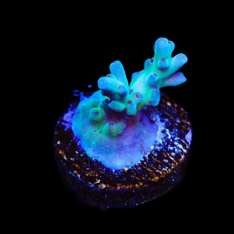 RRC Shazam Acropora Coral - TSA Coral