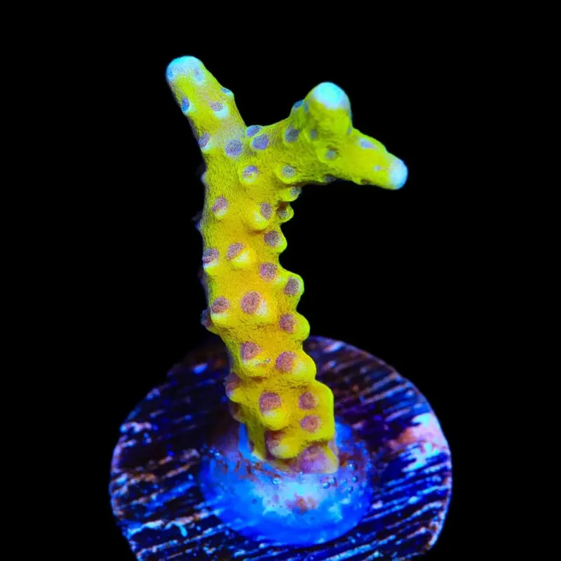 RRC Goldenrod Anacropora Coral - TSA Coral