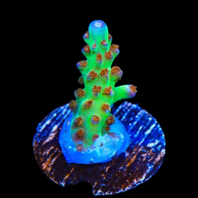 RRC Wonderland Acropora Coral - TSA Coral