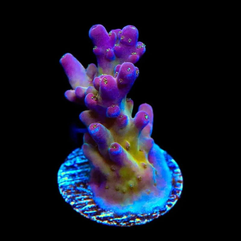 TSA Black Rose Acropora Coral - TSA Coral