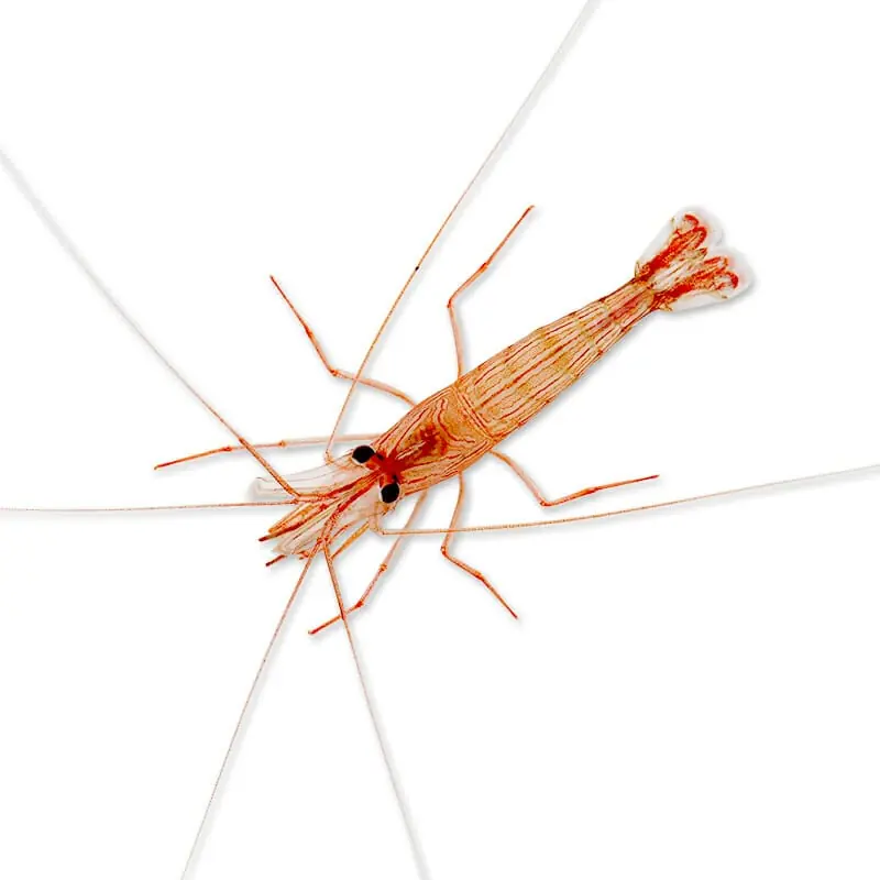 Peppermint Shrimp - TSA Inverts