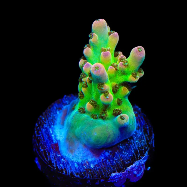 TSA Disco Fever Acropora Coral - TSA Coral