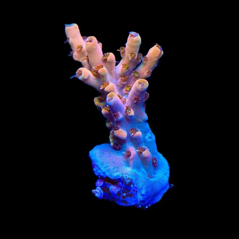TSA Flower Bomb Acropora Corals - TSA Coral