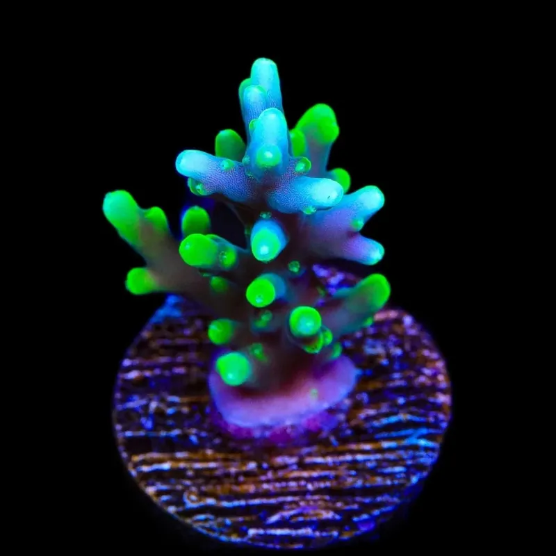 TSA Green Dragon Acropora Coral - TSA Coral