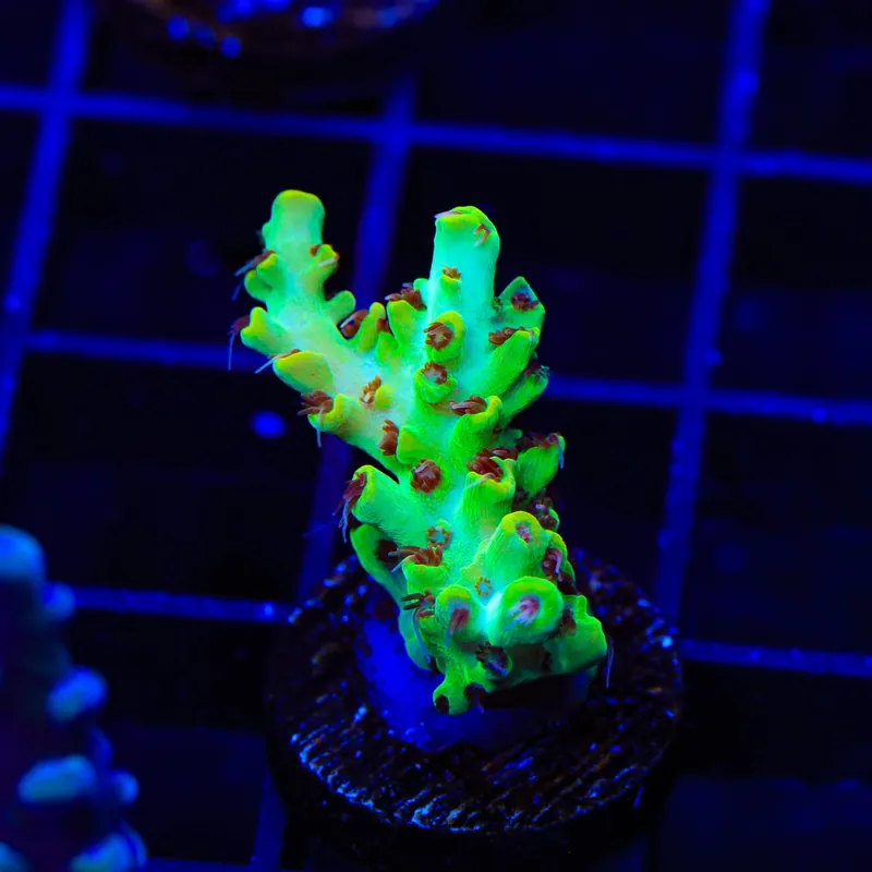 TSA Harvey Wallbanger Acropora Coral - TSA Coral