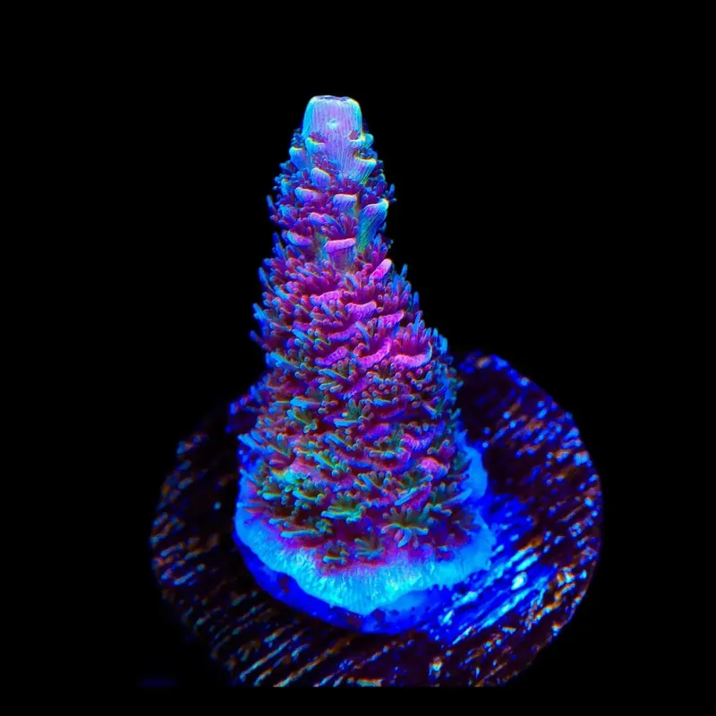 TSA Heaven and Hell Millepora Acropora Coral - TSA Coral
