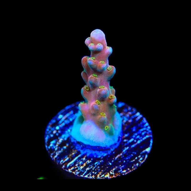 TSA Hellraiser Acropora Coral - TSA Coral