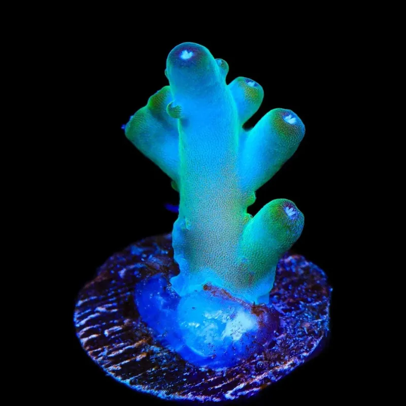TSA Holy Diver Acropora Coral - TSA Coral