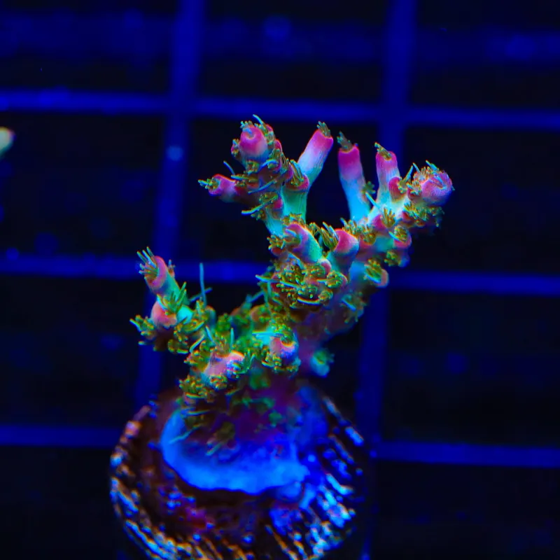 TSA Lavender Haze Acropora Coral - TSA Coral