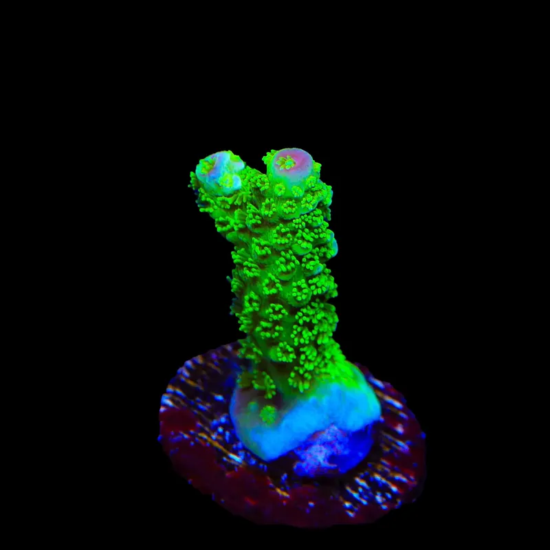 TSA Margaritaville Acropora Coral - TSA Coral