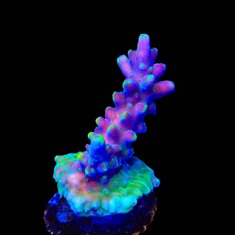 TSA Purple Rain Acropora Coral - TSA Coral