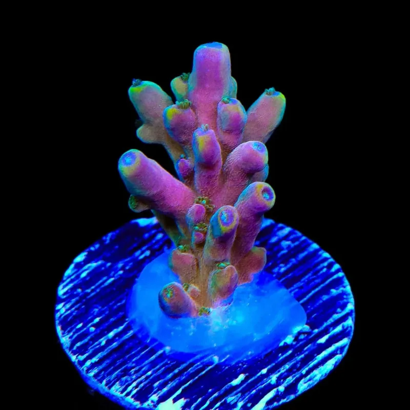 TSA Rainbow Fever Acropora Coral - TSA Coral