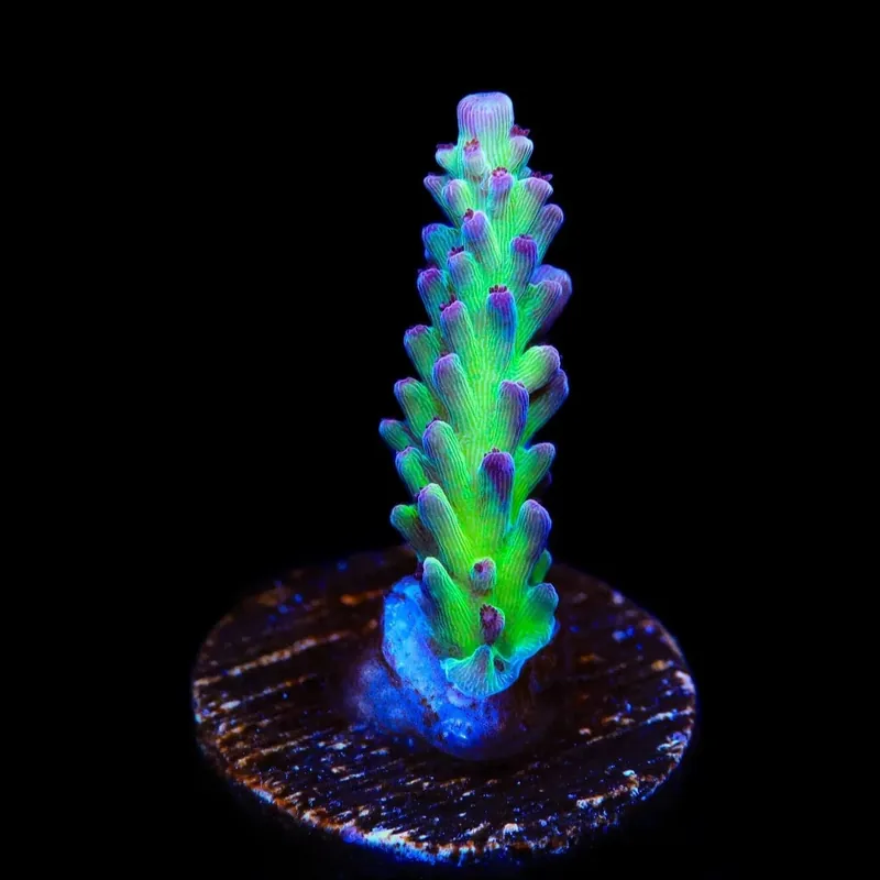 TSA Raspberry Limeade Acropora Coral - TSA Coral