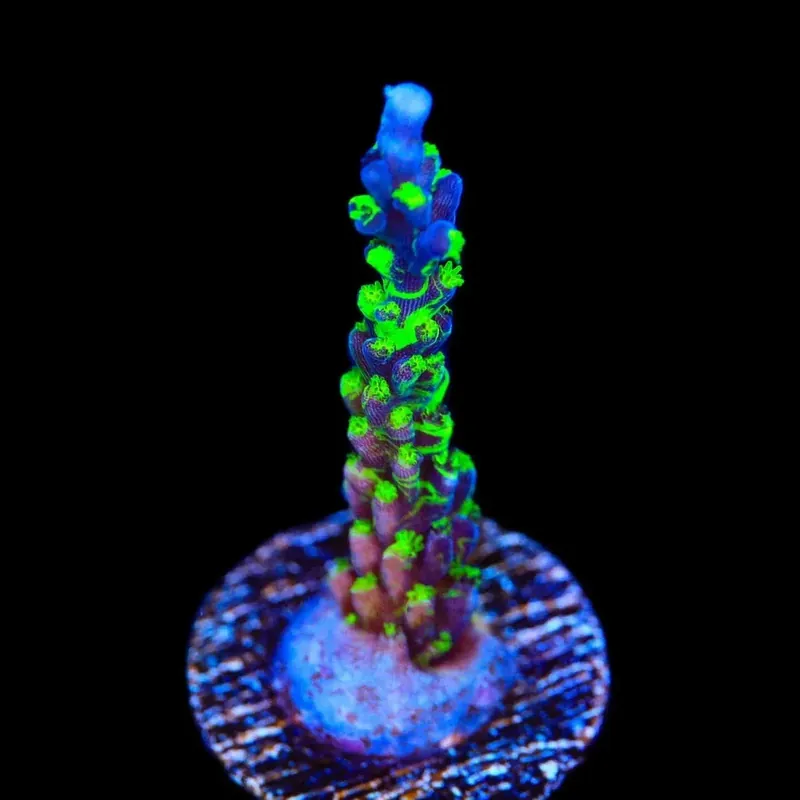 TSA Raspberry Splice Acropora Coral - TSA Coral