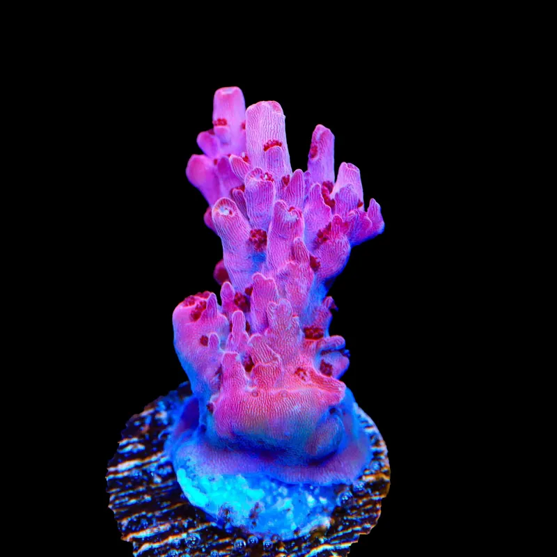 TSA Red Robin Acropora Coral - TSA Coral