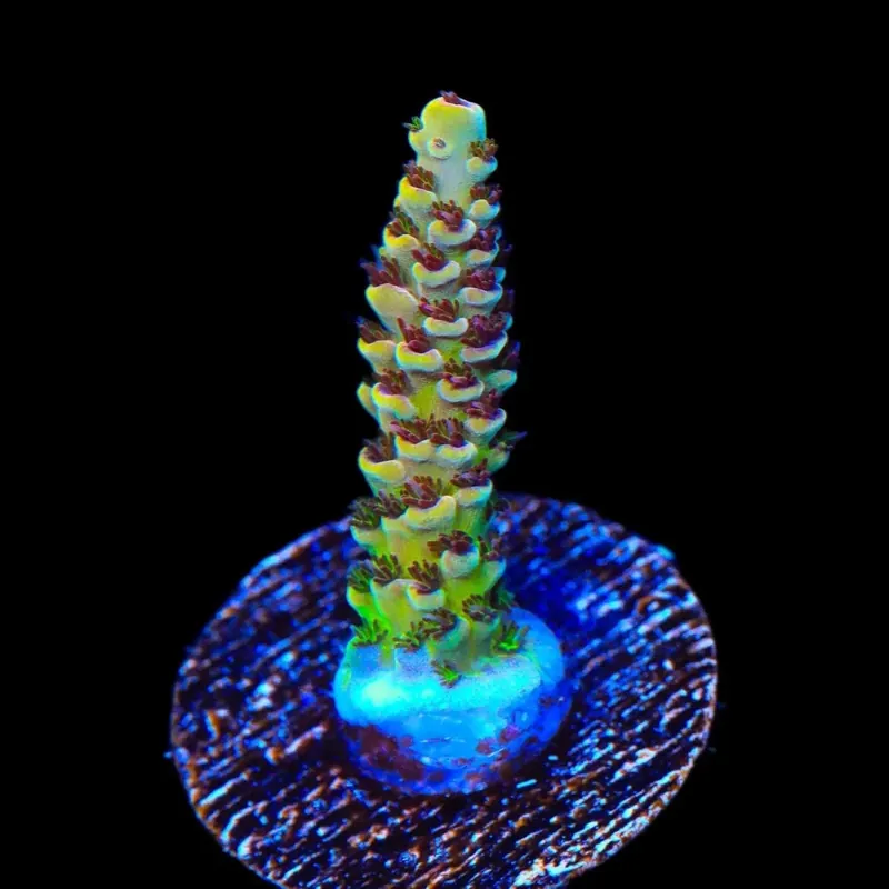 TSA Rick Moranis Acropora Coral - TSA Coral