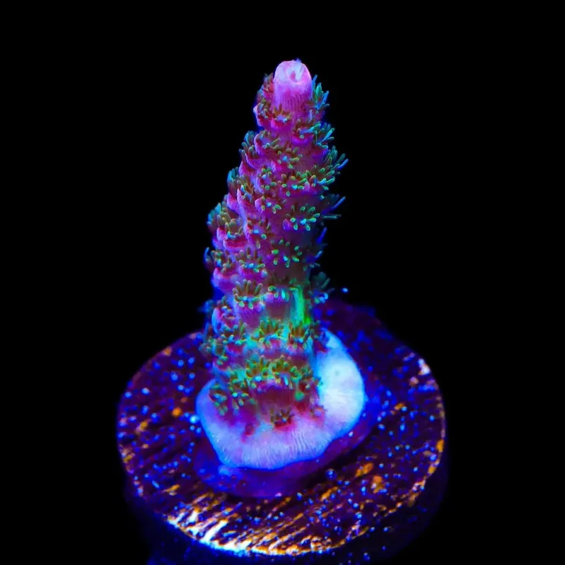 TSA Sour Tsunami Acropora Coral - TSA Coral