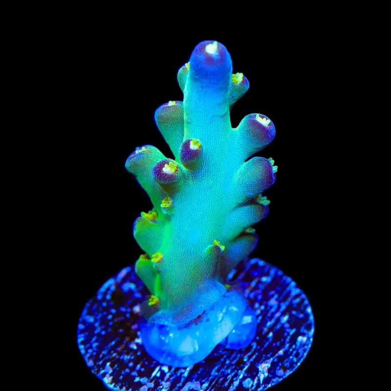 TSA Taj Mahal Acropora Coral - TSA Coral