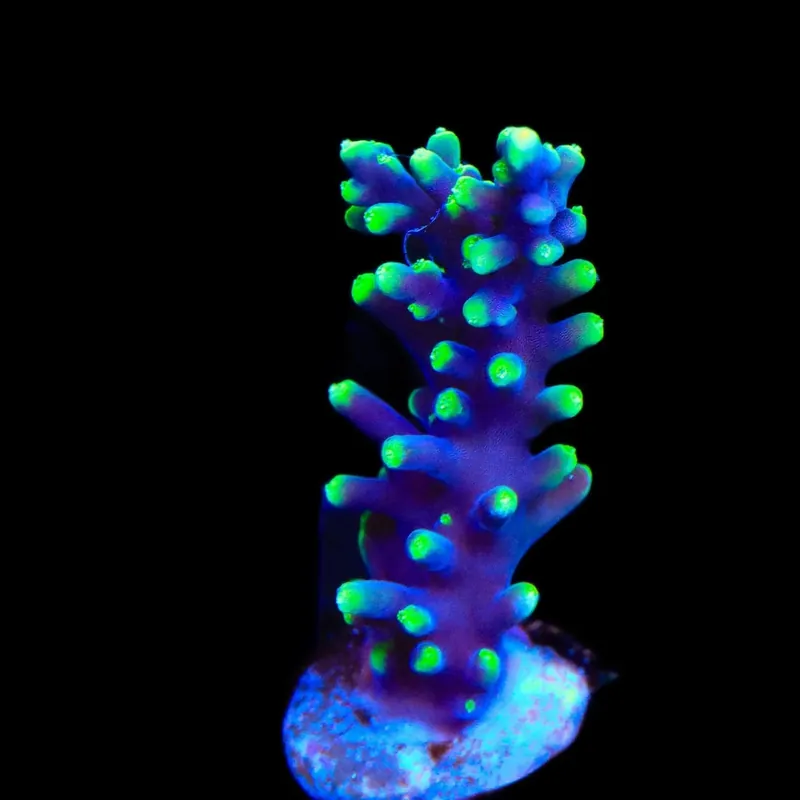 TSA The Riddler Dragon Acropora Coral - TSA Coral