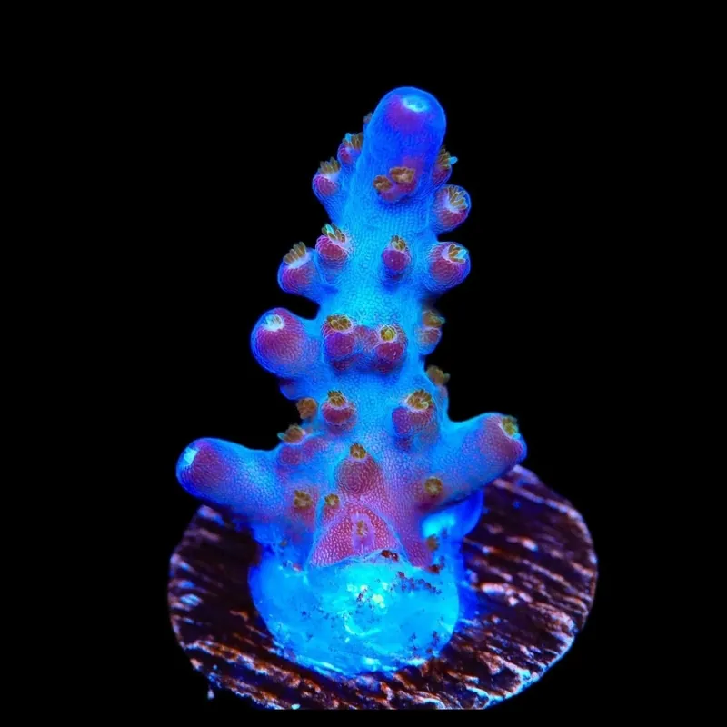 TSA Twisted Sister Acropora Coral - TSA Coral