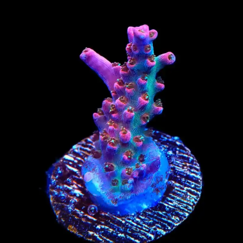TSA Victoria Secret Acropora Coral - TSA Coral