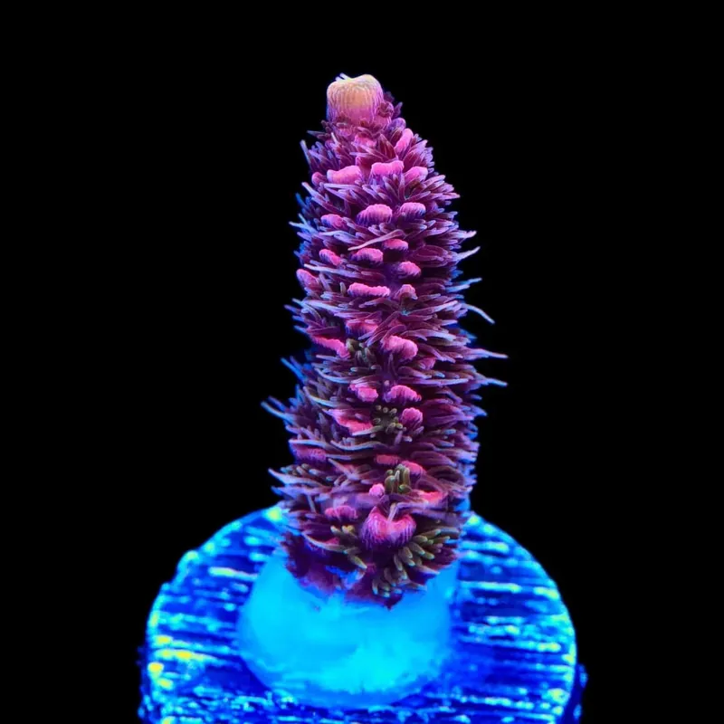 TSA Woolly Mammoth Acropora Coral - TSA Coral