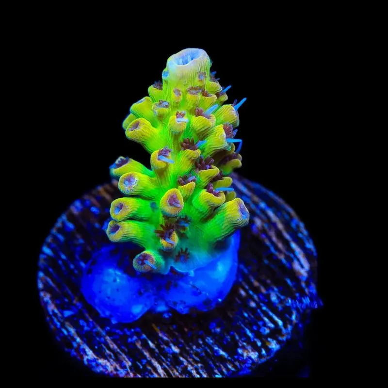 Tyree Pink Lemonade Acropora Coral - TSA Coral