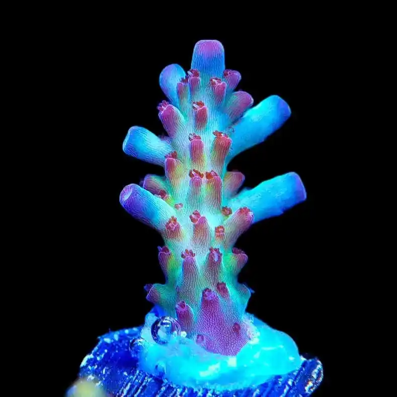Vivids Rainbow Delight Acropora Coral - TSA Coral