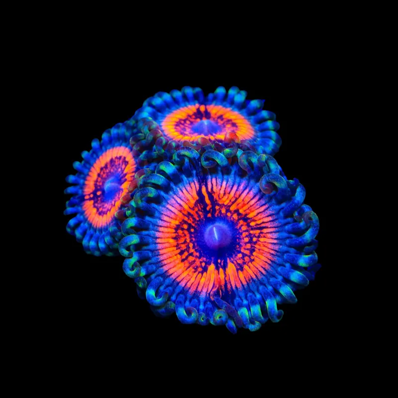 Armor of God Zoanthids Coral - TSA Coral