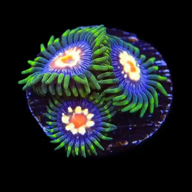 Daisy Cutter Zoanthids Coral - TSA Coral