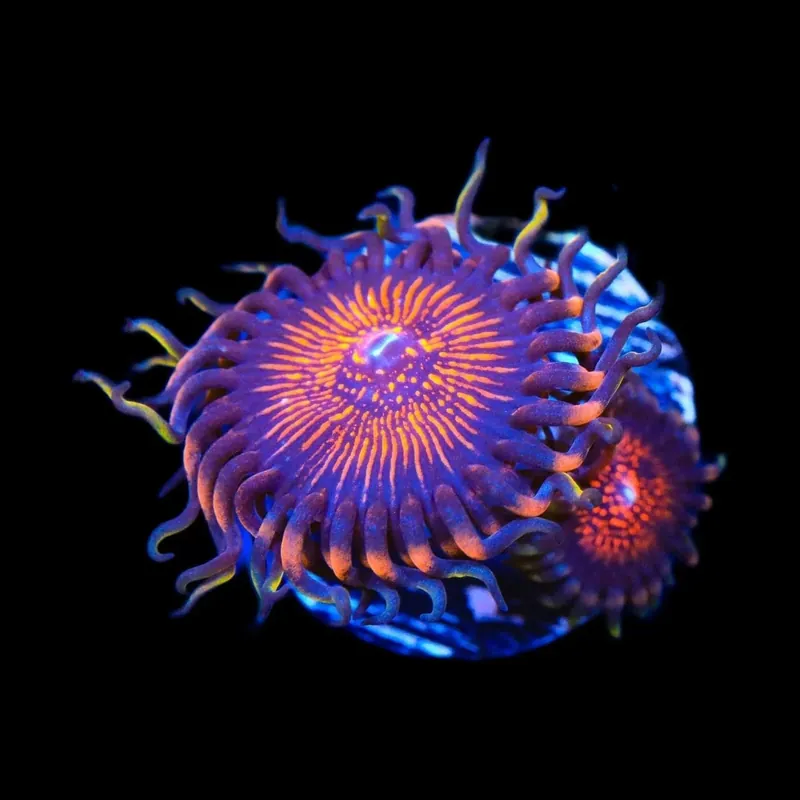 God of War Zoanthids Coral - TSA Coral