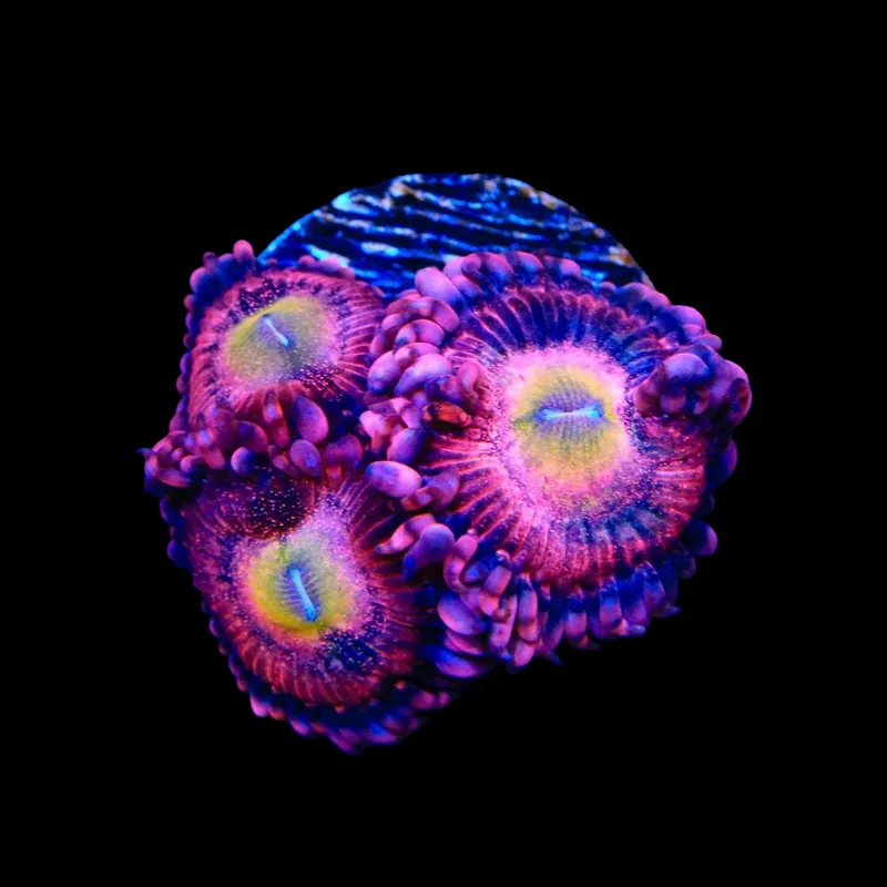 Halle Berry Zoanthids Coral - TSA Coral