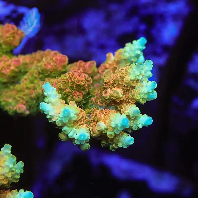 TSA Bill Murray Acropora Coral - TSA Coral