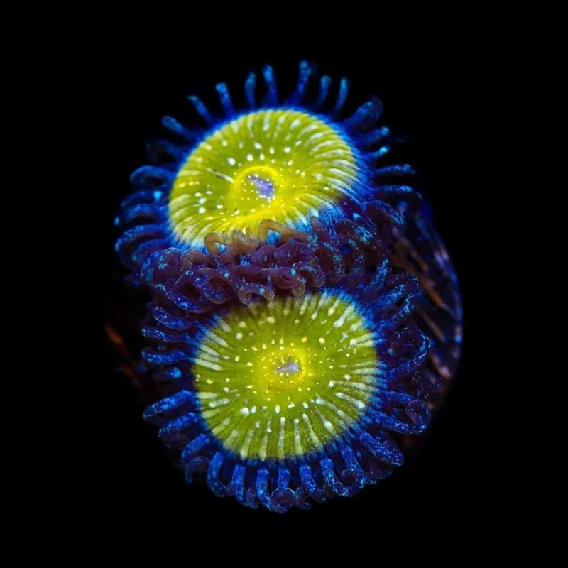 TSA Frozen Apple Zoanthids Coral - TSA Coral